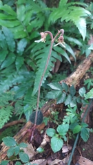 Anoectochilus formosanus