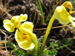 Pedicularis longiflora