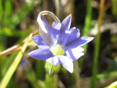 Gentiana aquatica pseudoaquatica