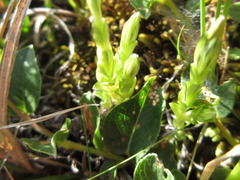Gentiana aquatica pseudoaquatica