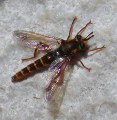 Afroleptomydas
