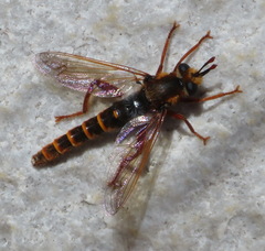 Afroleptomydas