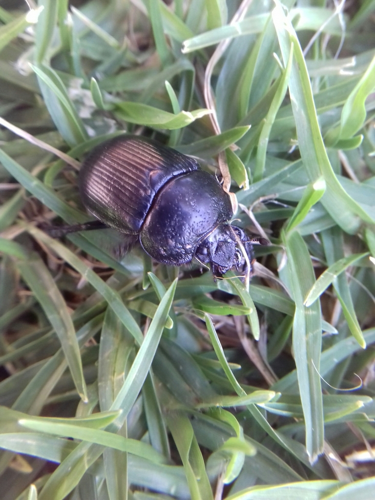 Ceratotrupes fronticornis