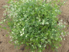 Sphallerocarpus gracilis