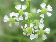 Sphallerocarpus gracilis