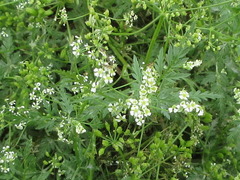 Sphallerocarpus gracilis