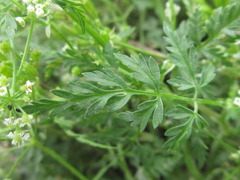 Sphallerocarpus gracilis