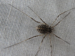 Homolophus