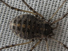 Homolophus