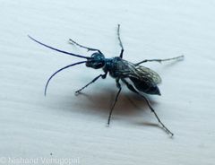 Trirogma caerulea