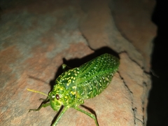 Physemacris variolosa