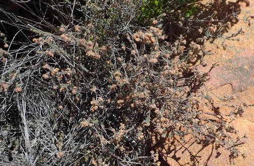 Image of Erica ingeana by (c) Nicola van Berkel, some rights reserved (CC BY-SA)