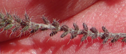 Image of Erica ingeana by (c) Nicola van Berkel, some rights reserved (CC BY-SA)