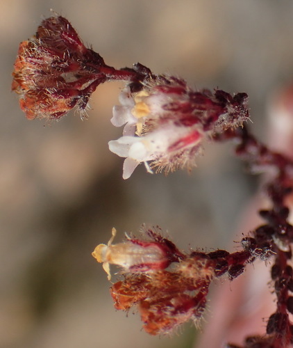 Image of Erica ingeana by (c) Nicola van Berkel, some rights reserved (CC BY-SA)