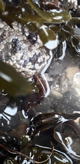Pholis gunnellus