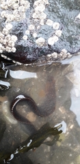 Pholis gunnellus