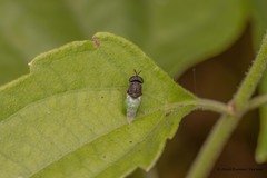 Oplodontha rubrithorax