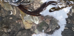Pholis gunnellus