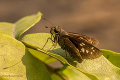 Pelopidas conjuncta