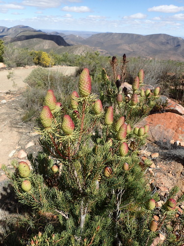 Image of Leucadendron nobile by (c) Nicola van Berkel, some rights reserved (CC BY-SA)