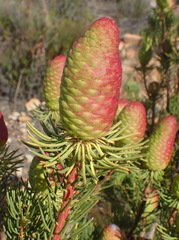 Leucadendron nobile