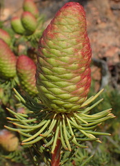 Leucadendron nobile