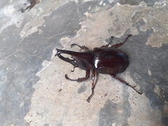 Xylotrupes gideon