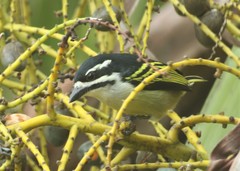 Pogoniulus bilineatus