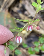 Tremandra diffusa