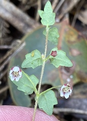 Tremandra diffusa