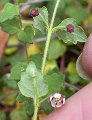 Tremandra diffusa