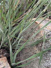 Chlorophytum transvaalense