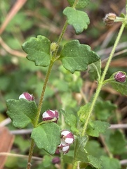 Tremandra diffusa