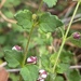 Tremandra diffusa - Photo (c) Loxley Fedec, some rights reserved (CC BY-NC), uploaded by Loxley Fedec