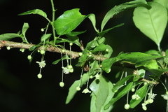 Erythrococca berberidea
