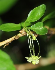 Erythrococca berberidea