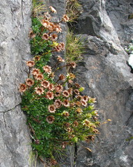 Celmisia bellidioides