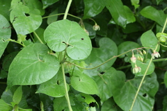 Pergularia daemia daemia