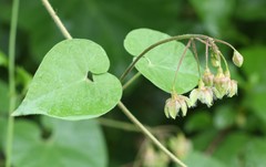 Pergularia daemia daemia