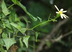 Senecio macroglossus