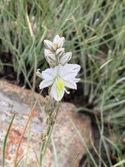 Chlorophytum transvaalense
