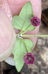 Tremandra diffusa