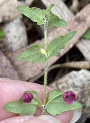 Tremandra diffusa