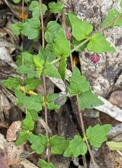 Tremandra diffusa