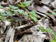 Tremandra diffusa