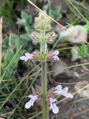 Stachys simplex