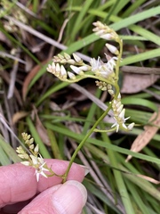Lomandra drummondii