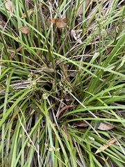 Lomandra drummondii