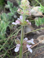 Stachys simplex