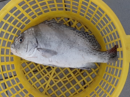 Crescent sweetlips (Plectorhinchus cinctus) — Haemulidae — 2